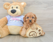 8 week old Cavapoo Puppy For Sale - Seaside Pups