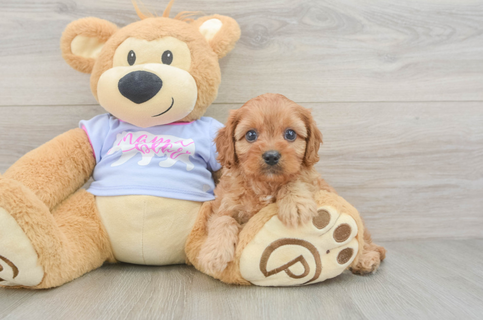 5 week old Cavapoo Puppy For Sale - Seaside Pups