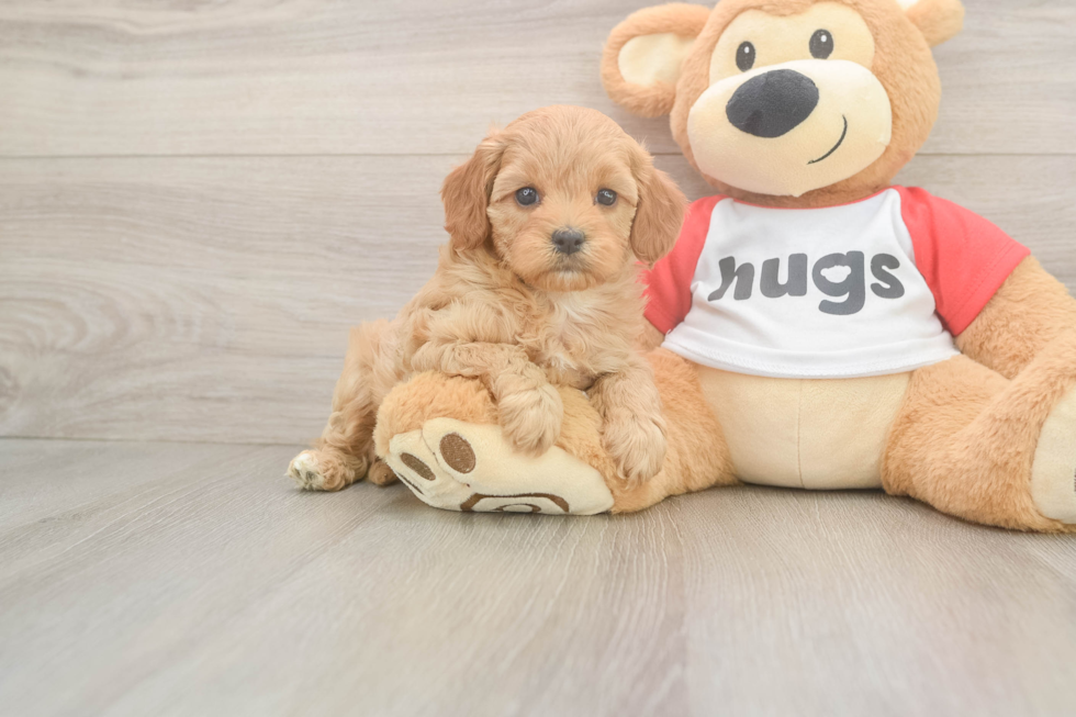 Little Cavipoo Poodle Mix Puppy