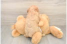 Small Cavapoo Baby