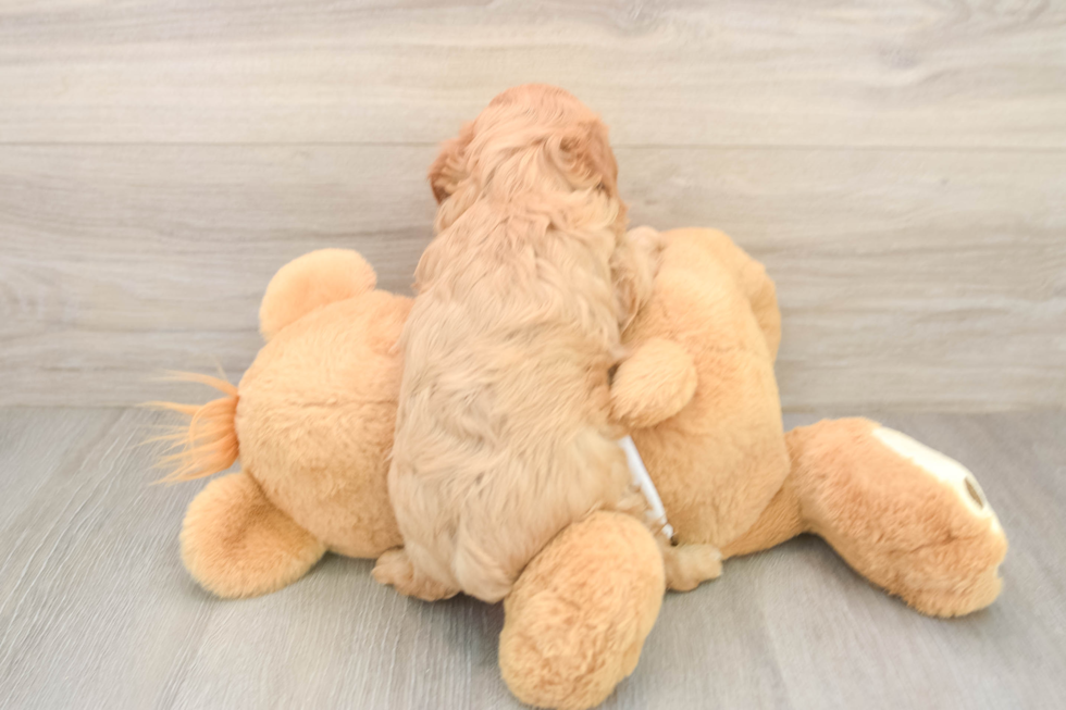 Small Cavapoo Baby