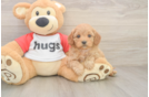 Cavapoo Pup Being Cute