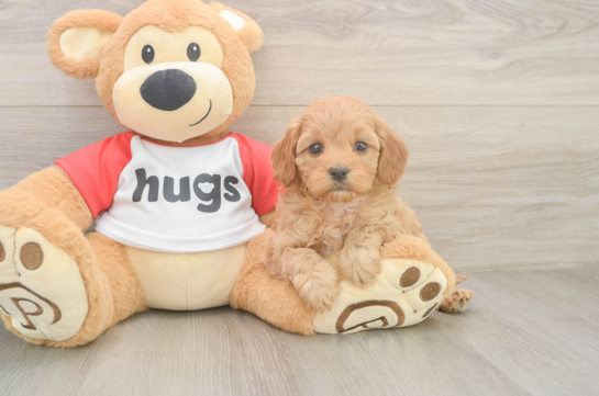 Cavapoo Pup Being Cute