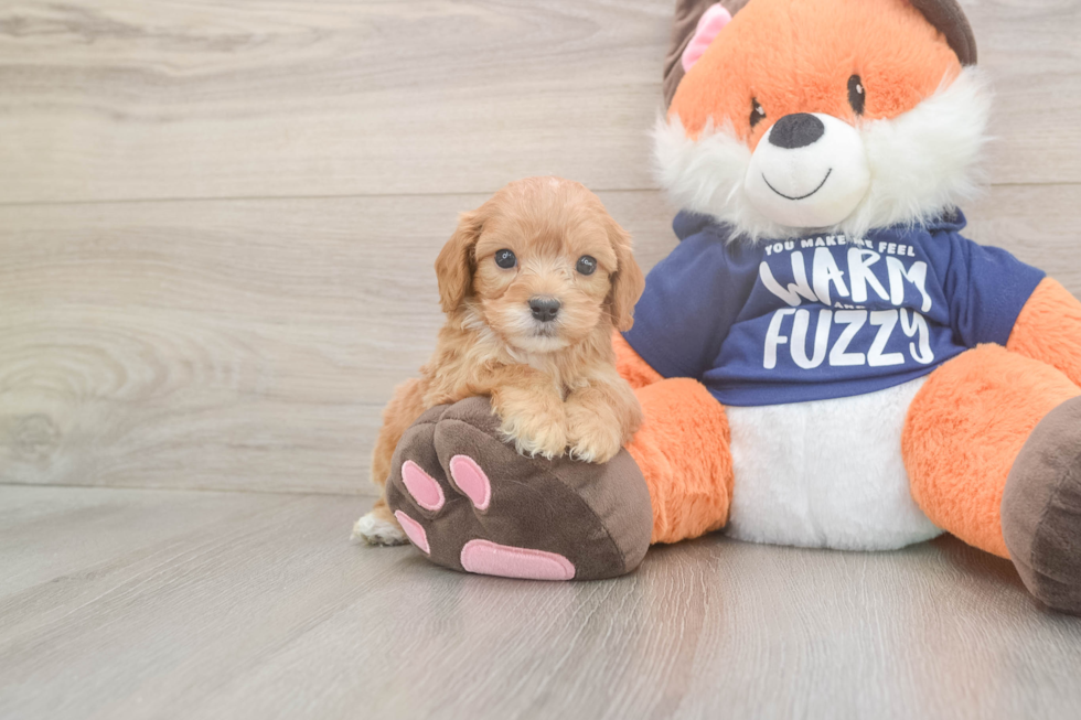 Meet Quill - our Cavapoo Puppy Photo  2/3 - Seaside Pups Smart Cavapoo Poodle Mix Pup