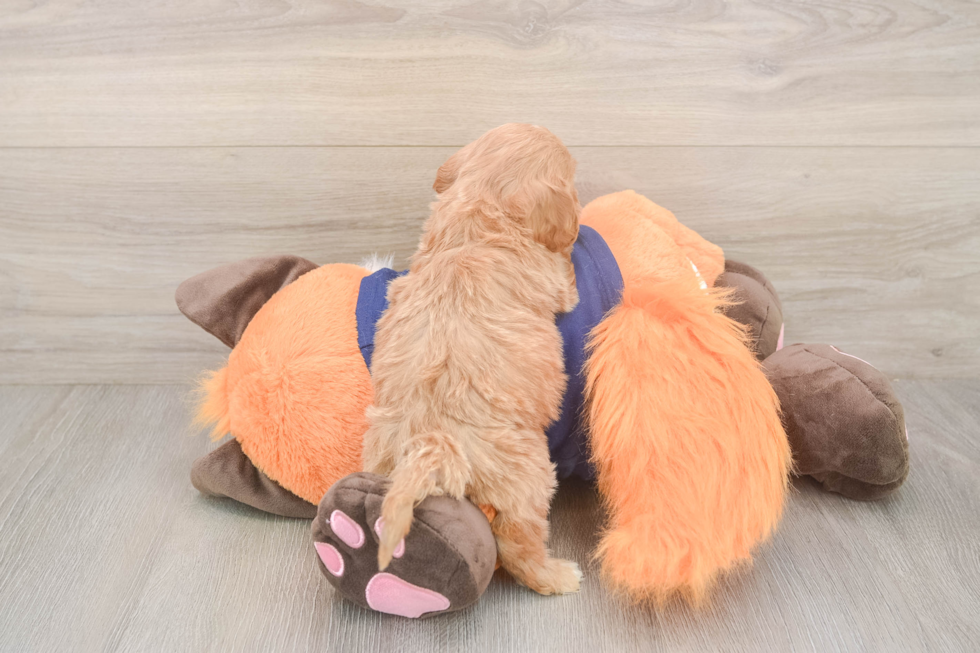 Meet Quill - our Cavapoo Puppy Photo  3/3 - Seaside Pups Best Cavapoo Baby