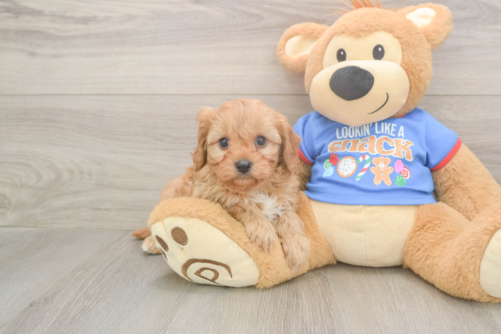 Cavapoo Pup Being Cute