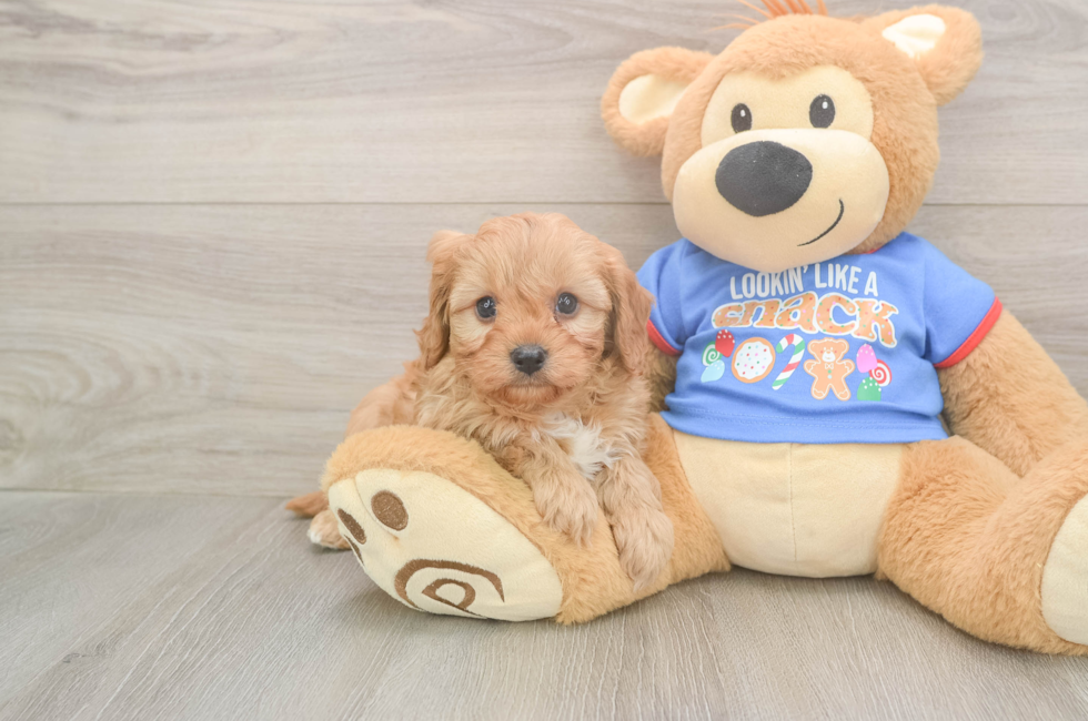 5 week old Cavapoo Puppy For Sale - Seaside Pups