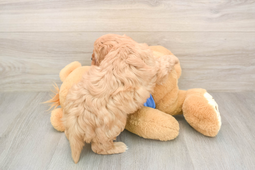 Cavapoo Pup Being Cute