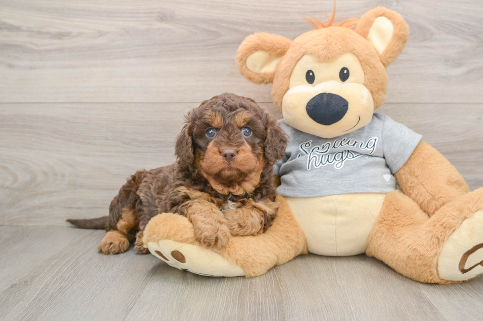 Cavapoo Puppy for Adoption