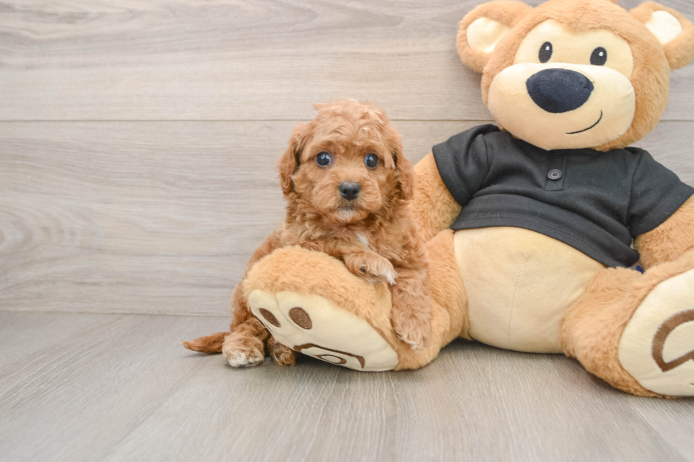 Sweet Cavapoo Baby