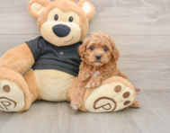 7 week old Cavapoo Puppy For Sale - Seaside Pups