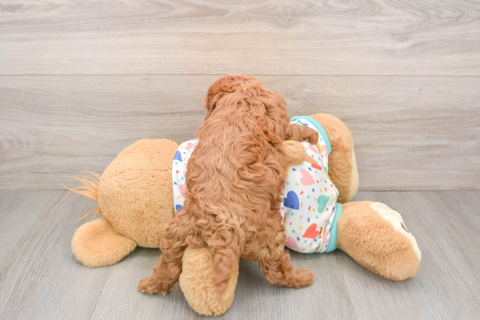 Cavapoo Puppy for Adoption