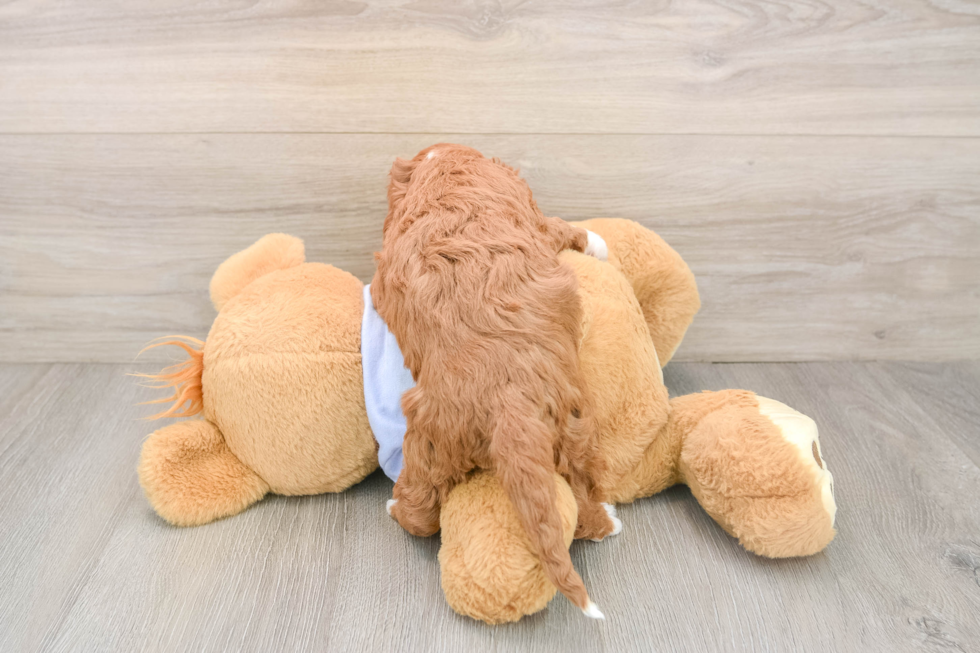 Funny Cavapoo Poodle Mix Pup