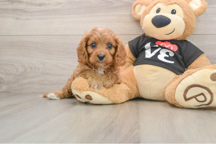Cavapoo Pup Being Cute