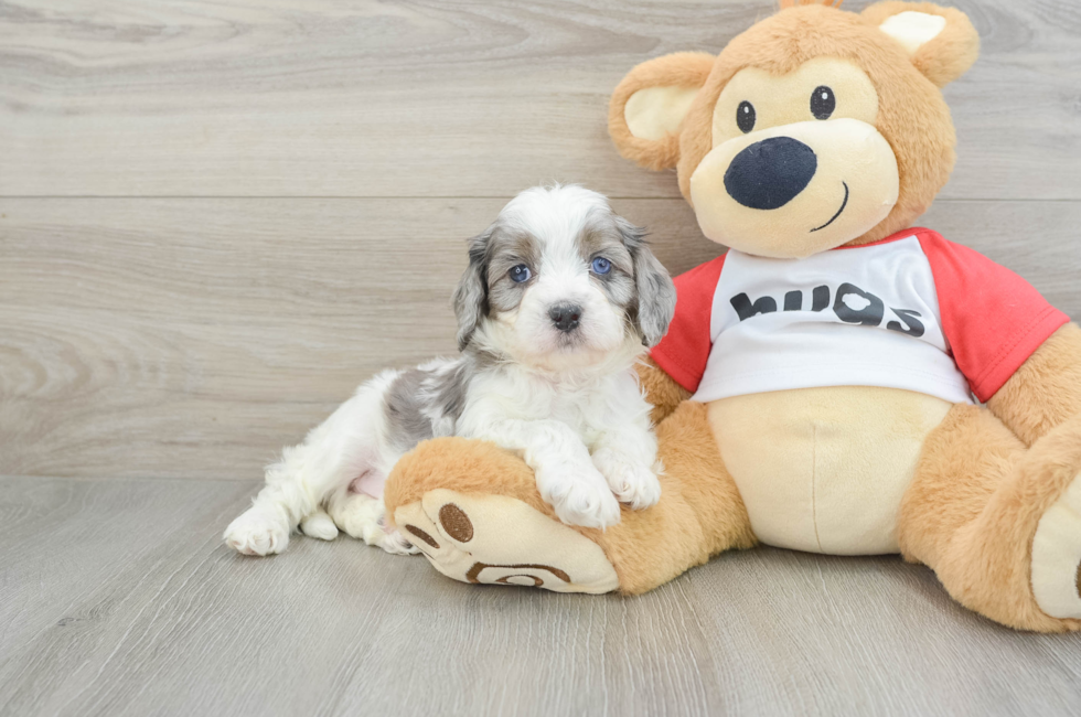 5 week old Cavapoo Puppy For Sale - Seaside Pups