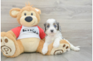 Cavapoo Puppy for Adoption