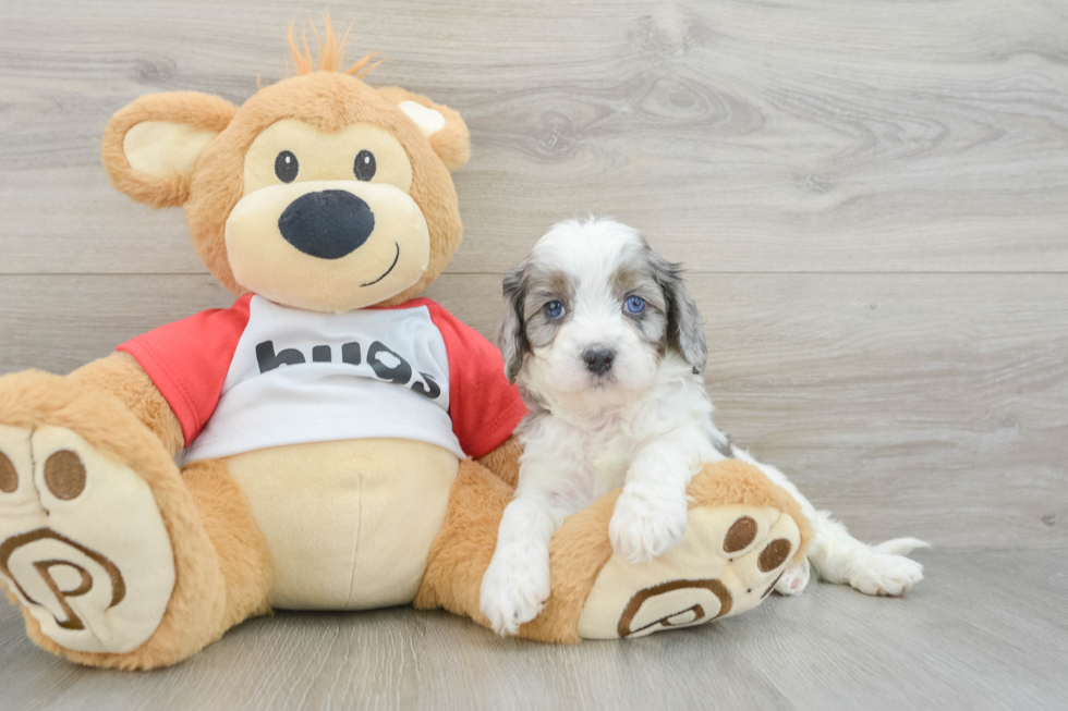 Cavapoo Puppy for Adoption