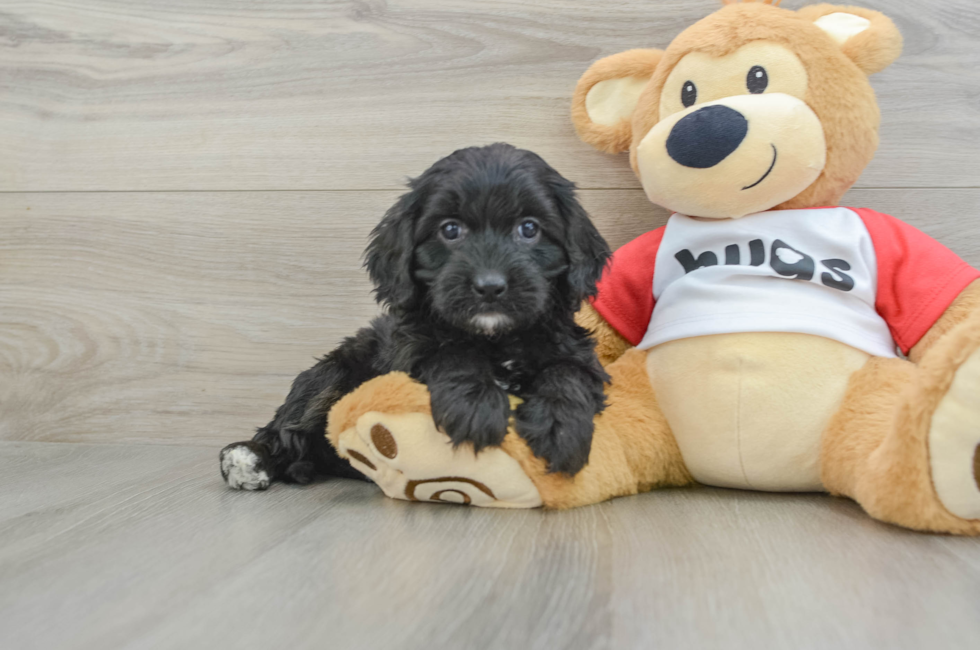 5 week old Cavapoo Puppy For Sale - Seaside Pups