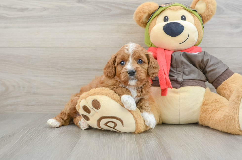 6 week old Cavapoo Puppy For Sale - Seaside Pups