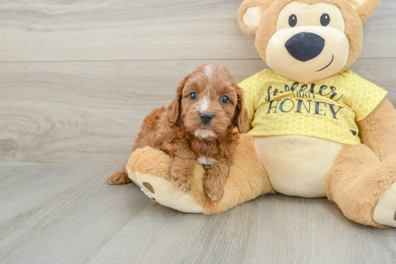 Meet Quintessa - our Cavapoo Puppy Photo 1/3 - Seaside Pups
