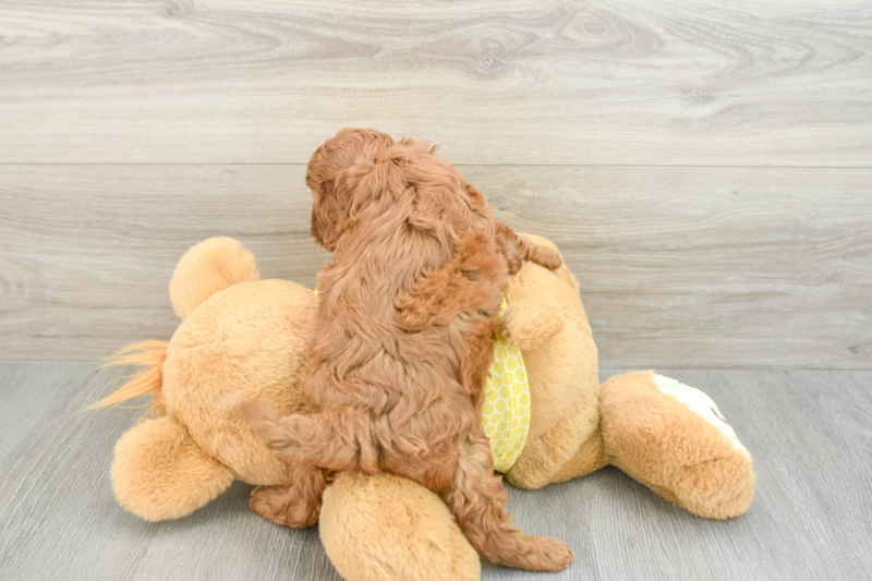 Meet Quintessa - our Cavapoo Puppy Photo 2/3 - Seaside Pups