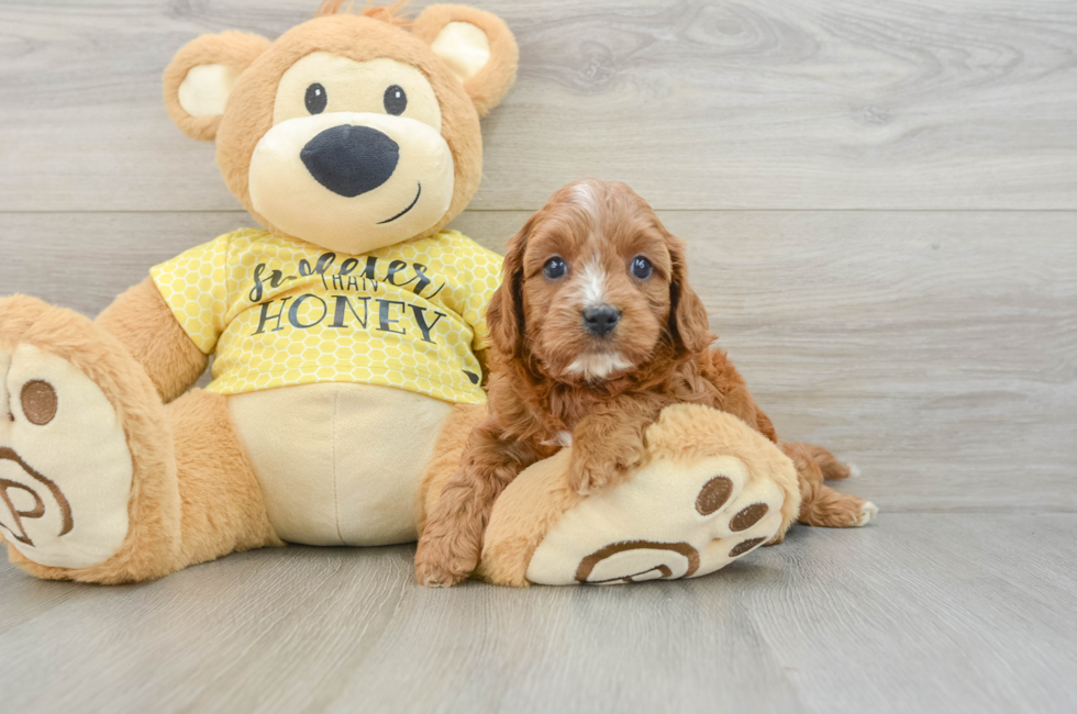5 week old Cavapoo Puppy For Sale - Seaside Pups