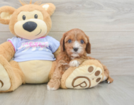 8 week old Cavapoo Puppy For Sale - Seaside Pups