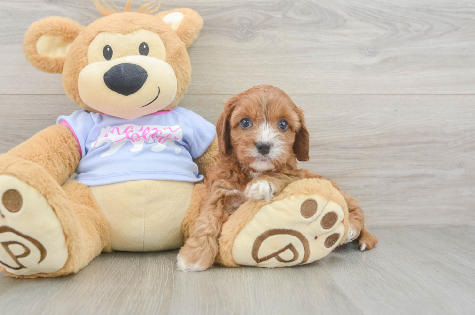 5 week old Cavapoo Puppy For Sale - Seaside Pups