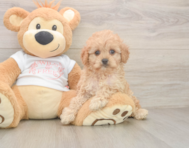 7 week old Cavapoo Puppy For Sale - Seaside Pups