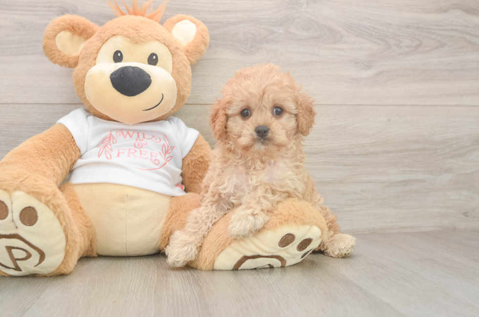 6 week old Cavapoo Puppy For Sale - Seaside Pups