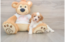 Funny Cavapoo Poodle Mix Pup
