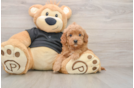 Petite Cavapoo Poodle Mix Pup