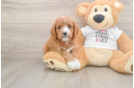 Cavapoo Puppy for Adoption
