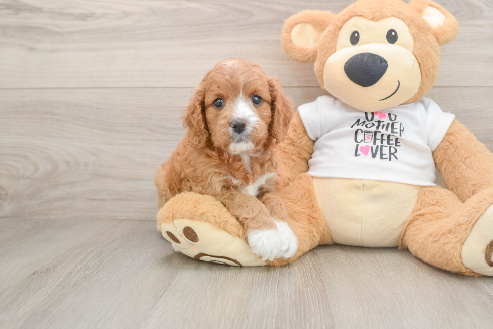 Cavapoo Puppy for Adoption