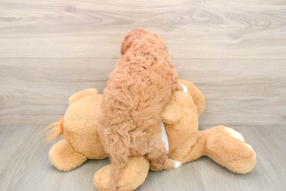 Small Cavapoo Baby