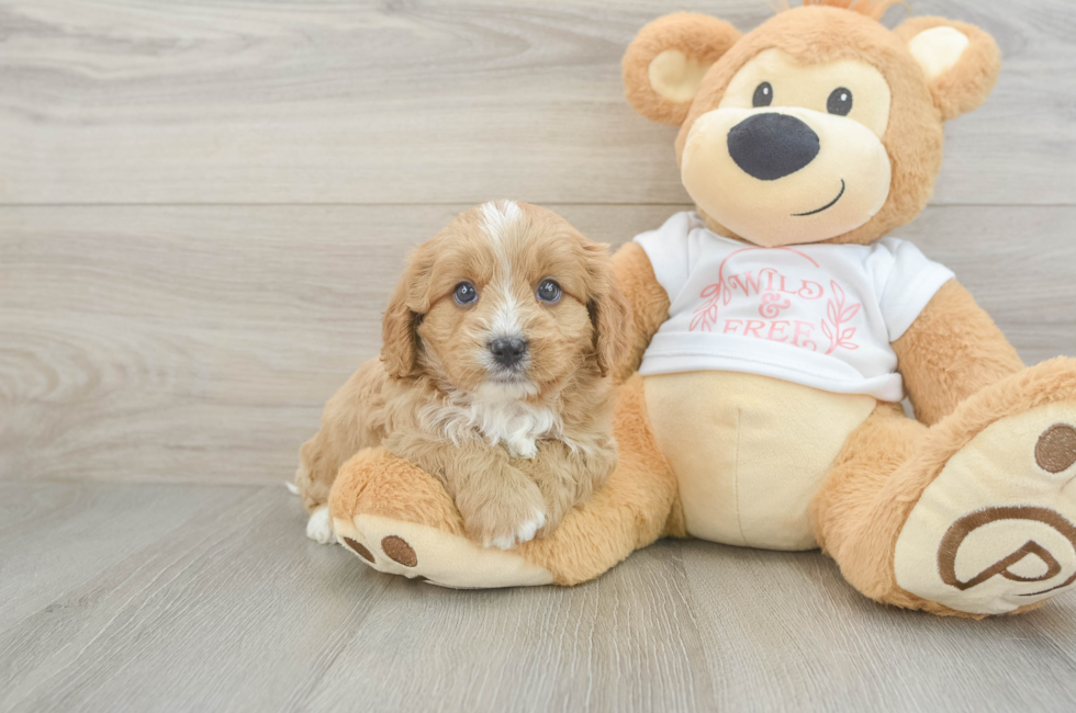 7 week old Cavapoo Puppy For Sale - Seaside Pups