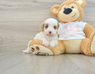 7 week old Cavapoo Puppy For Sale - Seaside Pups