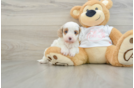 Cavapoo Pup Being Cute