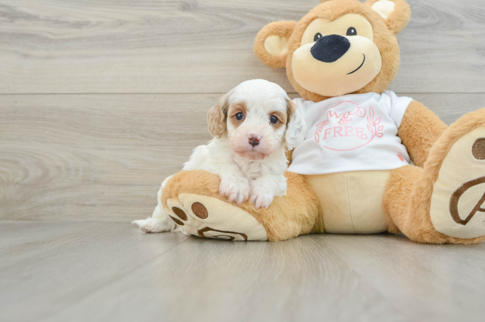 7 week old Cavapoo Puppy For Sale - Seaside Pups