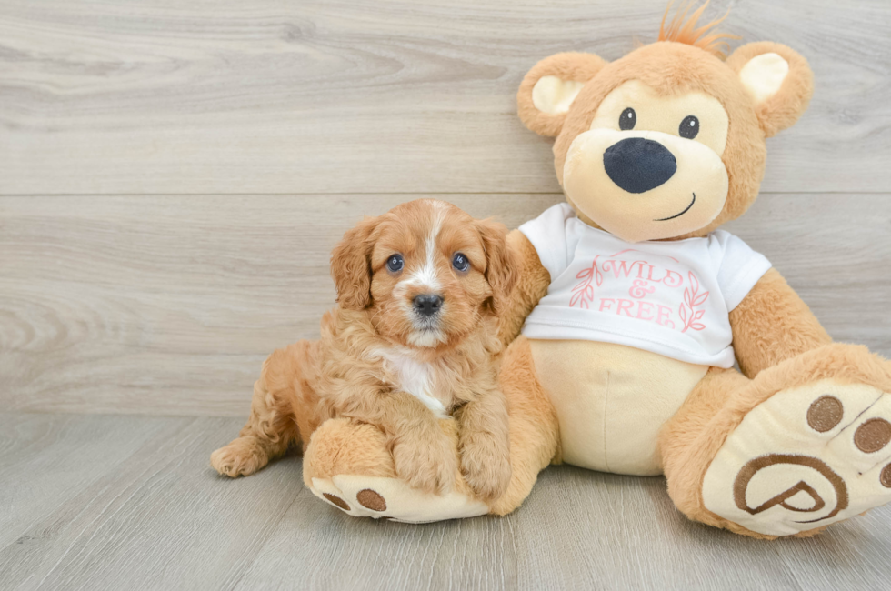 7 week old Cavapoo Puppy For Sale - Seaside Pups