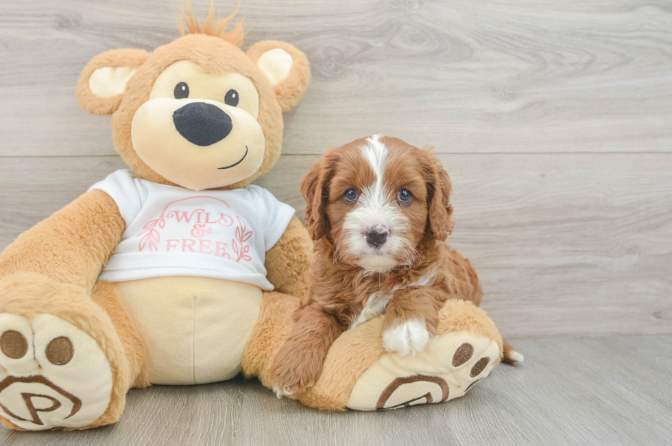 5 week old Cavapoo Puppy For Sale - Seaside Pups