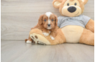Best Cavapoo Baby