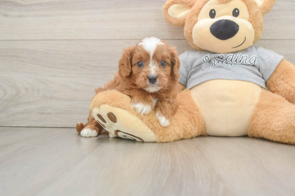 5 week old Cavapoo Puppy For Sale - Seaside Pups