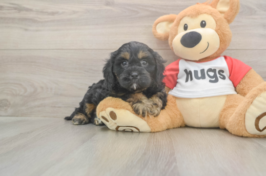 5 week old Cavapoo Puppy For Sale - Seaside Pups Cavapoo Pup Being Cute