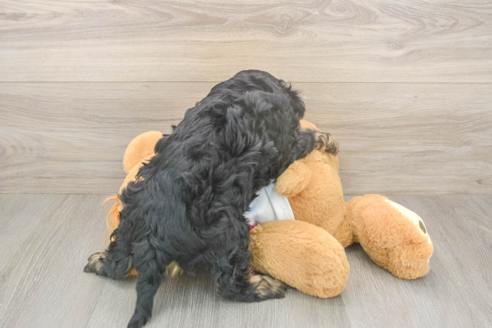 Meet Ray - our Cavapoo Puppy Photo  3/3 - Seaside Pups Popular Cavapoo Poodle Mix Pup