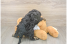 Meet Ray - our Cavapoo Puppy Photo  3/3 - Seaside Pups Popular Cavapoo Poodle Mix Pup