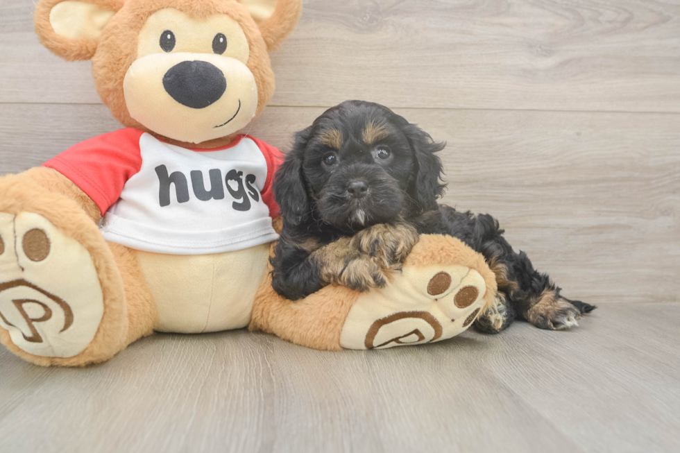 Meet Ray - our Cavapoo Puppy Photo  2/3 - Seaside Pups Friendly Cavapoo Baby