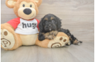 Meet Ray - our Cavapoo Puppy Photo  2/3 - Seaside Pups Friendly Cavapoo Baby
