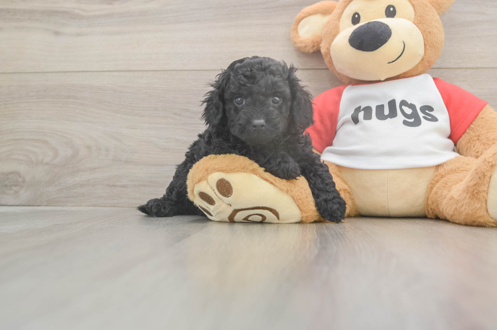 5 week old Cavapoo Puppy For Sale - Seaside Pups