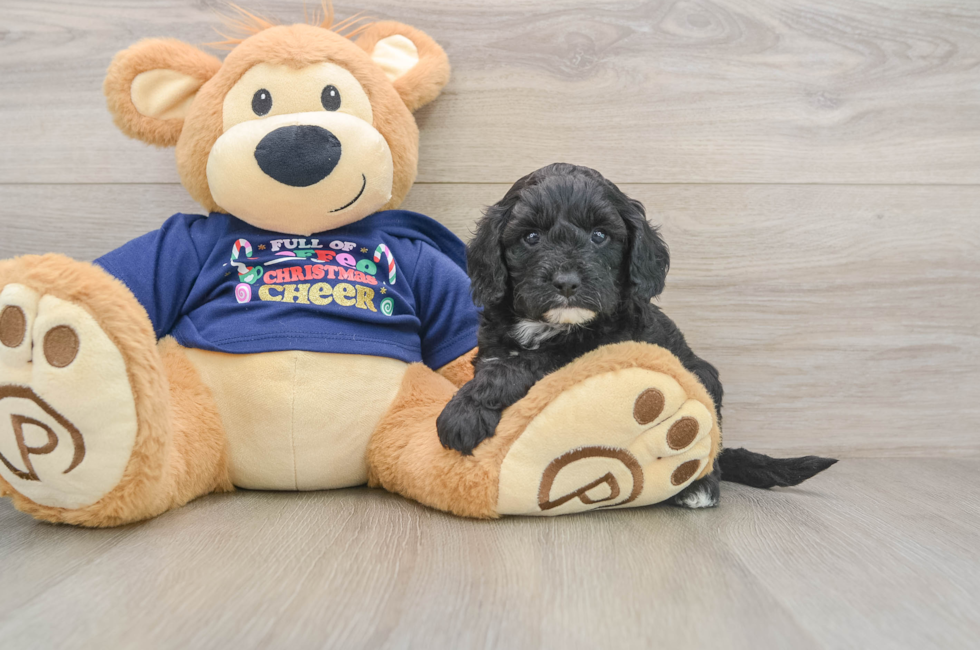 5 week old Cavapoo Puppy For Sale - Seaside Pups